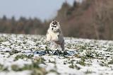 SIBERIAN HUSKY 252